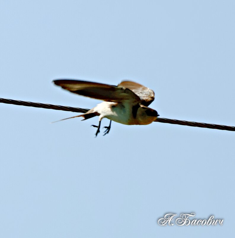От винта - Аркадий Басович