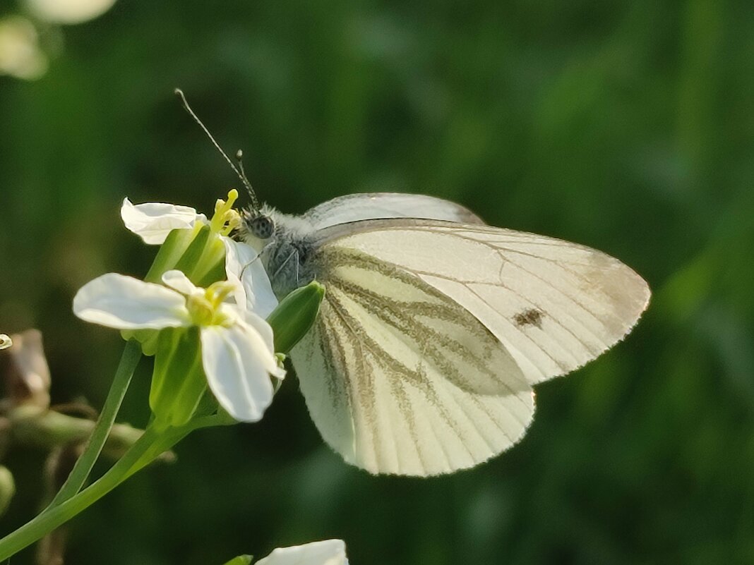 Бабочка - Валентина Богатко Бабочка - Валентина Богатко