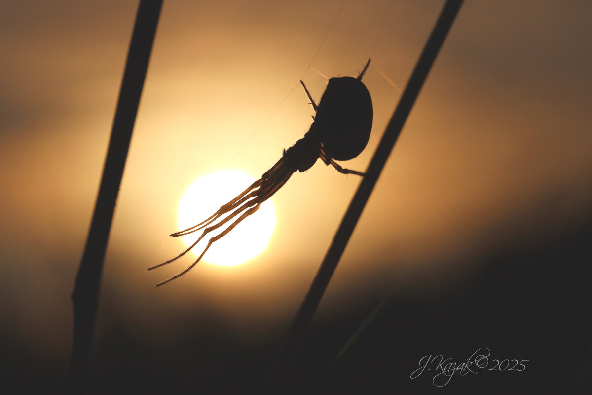 *** - Елена Kазак (selena1965)