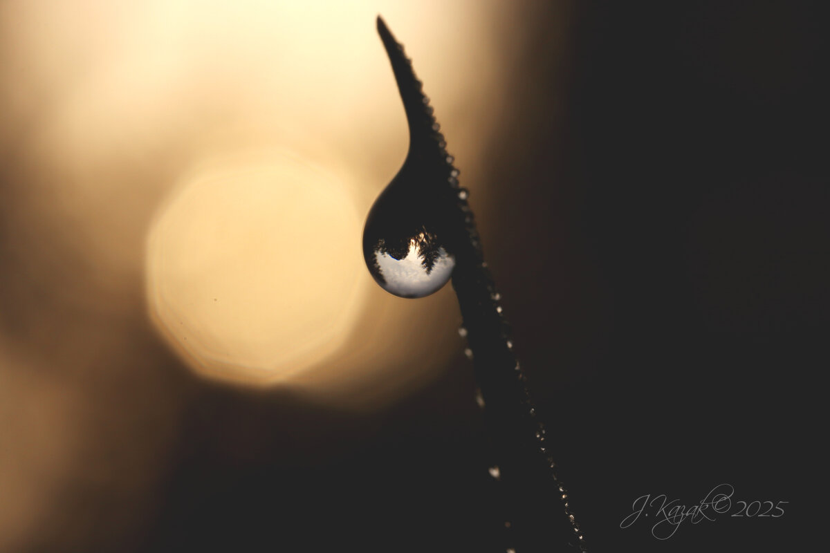 **** - Елена Kазак (selena1965)