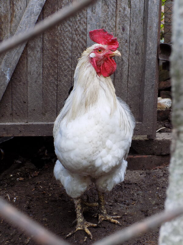 Петушок - Константин Штарк Петушок - Константин Штарк