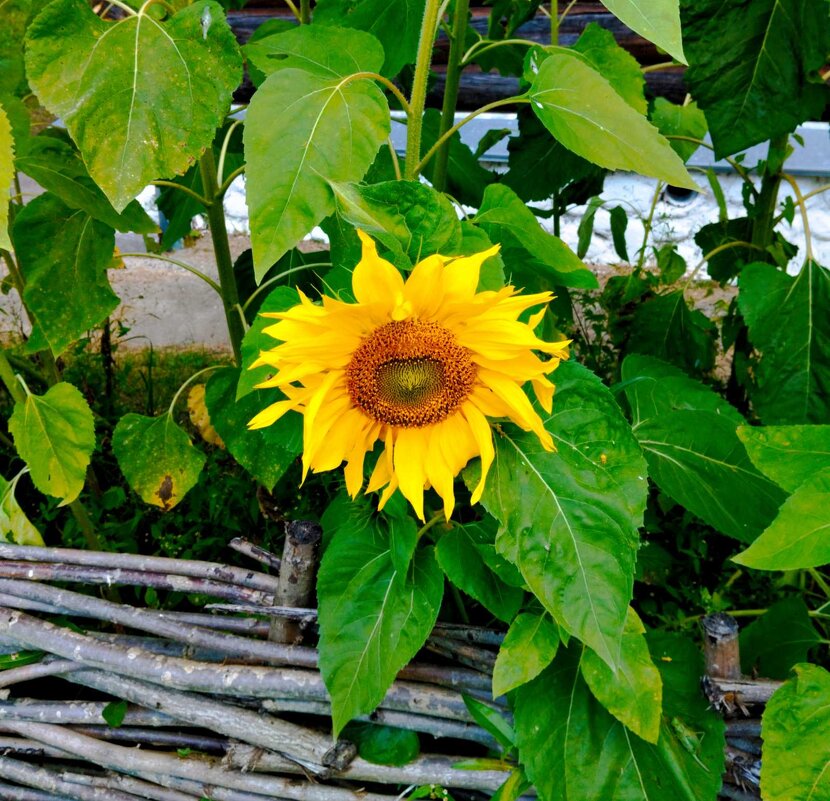 Подсолнух - Галина Бобкина