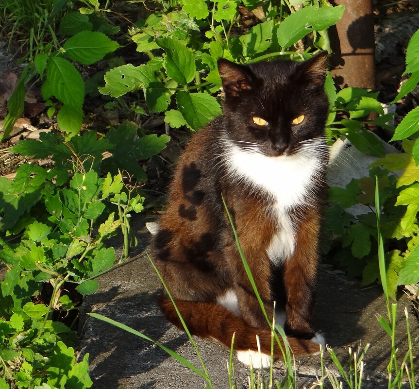 На солнышке.. - Антонина Гугаева