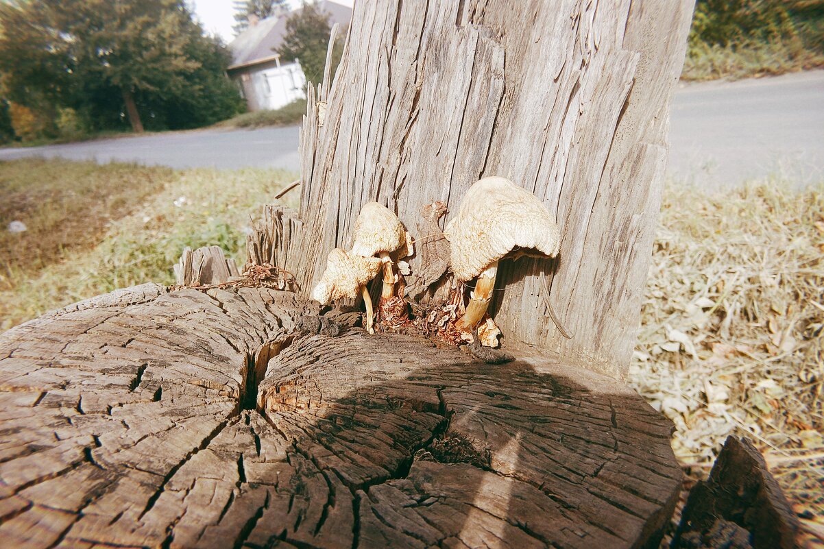 Городские грибочки. - Игорь Солдаткин