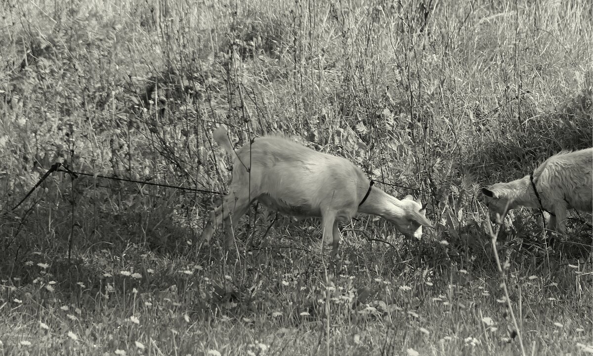 На лугу - Елена Минина