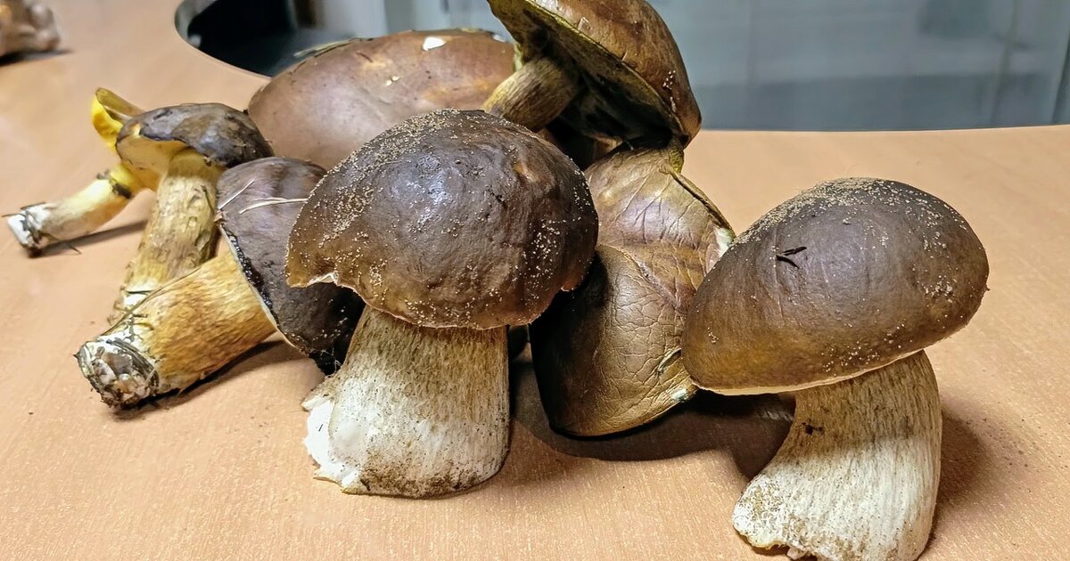 Из леса прибыли... - Михаил Столяров