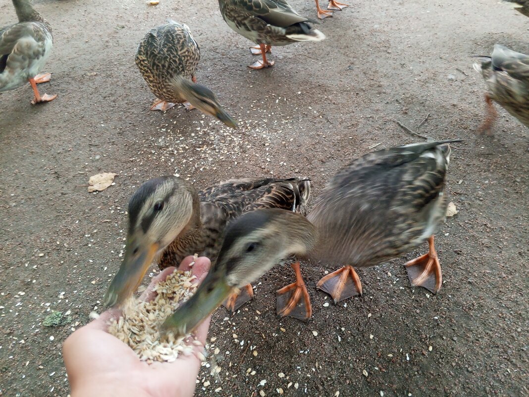 Утки - Сапсан 