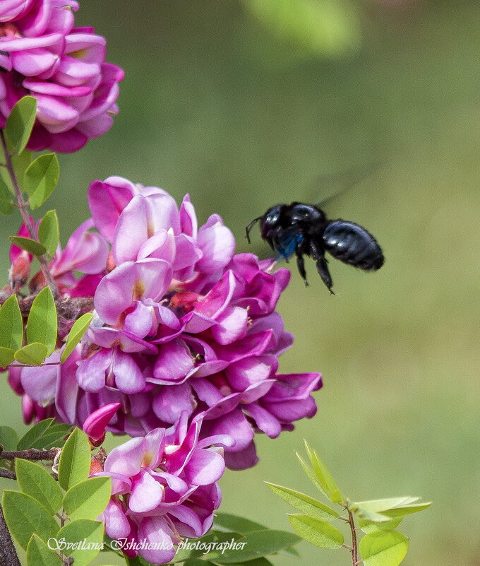 пчёлка -плотник - Светлана Ищенко