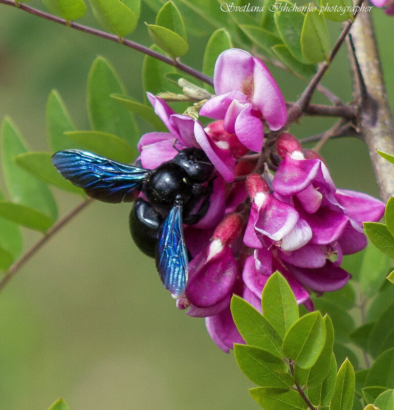 Фиолетовая пчела - плотник - Светлана Ищенко