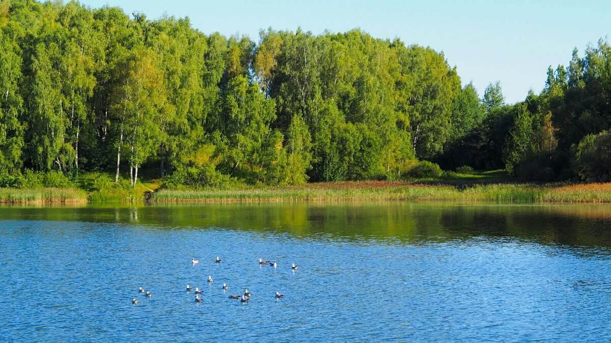 Чайки обнаружили скопление мальков карасей (репортаж из поездки по области). - Милешкин Владимир Алексеевич 