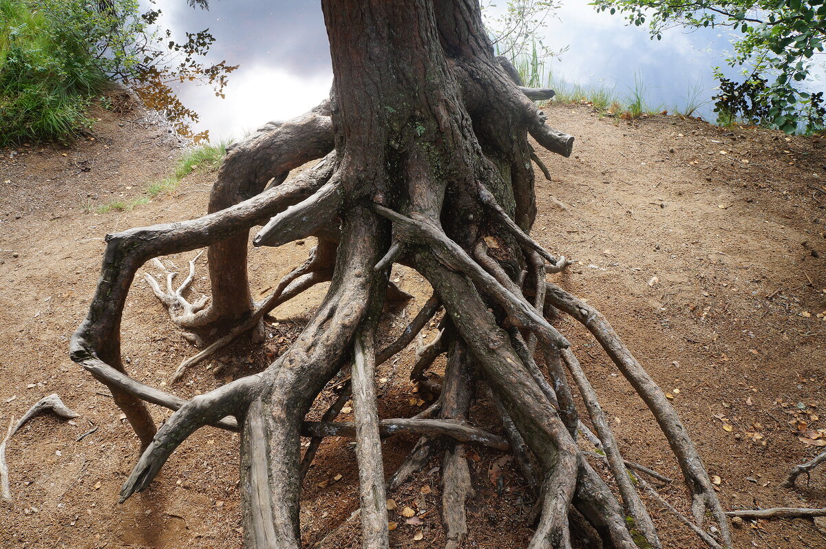 стойкий деревянный... - zavitok *