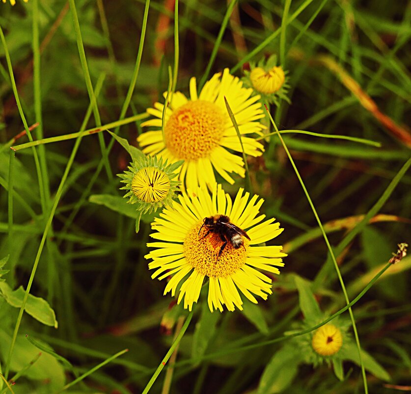 Август...Последний шмель! - Владимир 