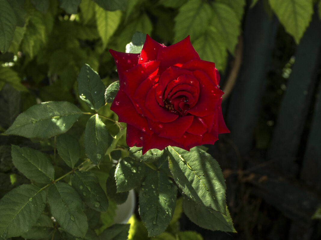 Бархатная  роза - Валентин Семчишин