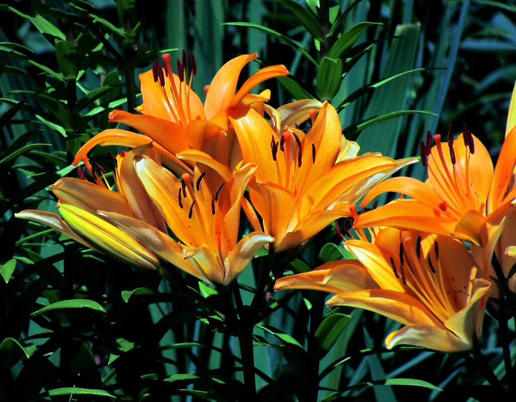 Детали природы - Роман Савоцкий