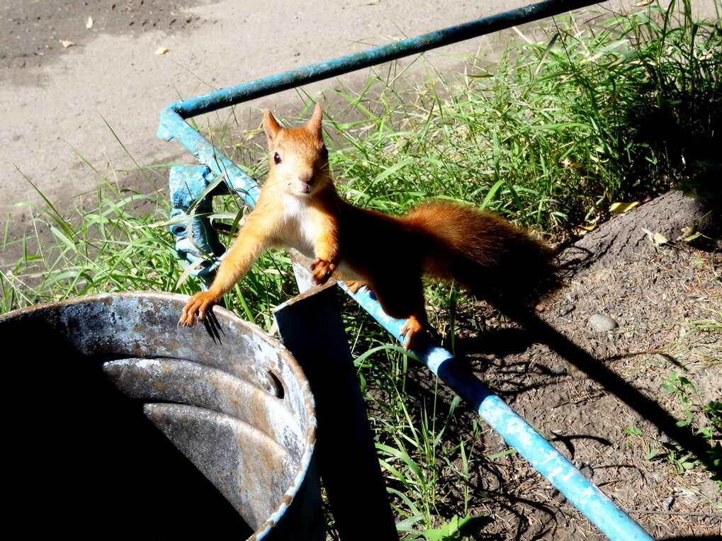 На орехи - Maria Rainer