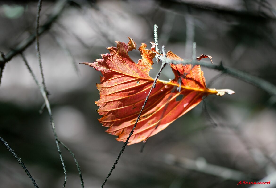 Ну вот и осень на пороге... - Андрей Заломленков