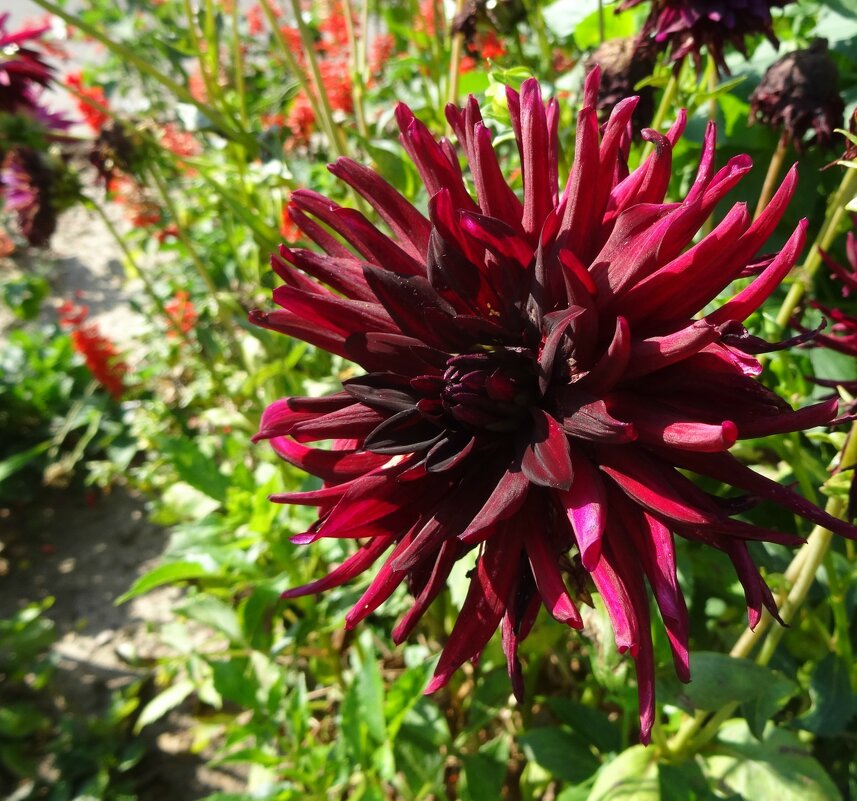 Георгин - PRP 