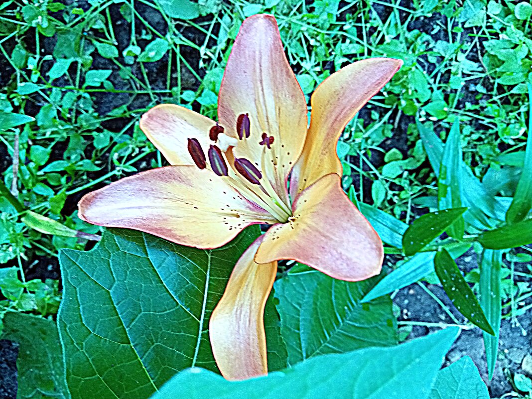 Цветы. - Владимир Драгунский