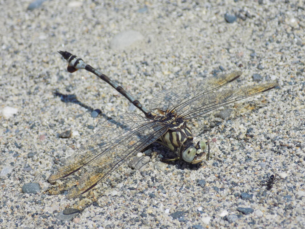 Lindenia tetraphylla - Константин Штарк