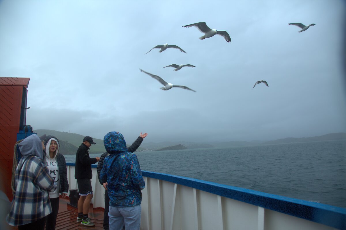 Спутники парома - Танзиля Завьялова