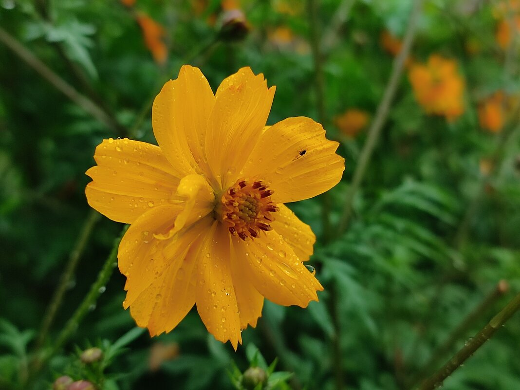 Под дождём - Валентина Богатко Под дождём - Валентина Богатко