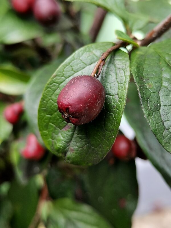 *** - Любимова Ольга 