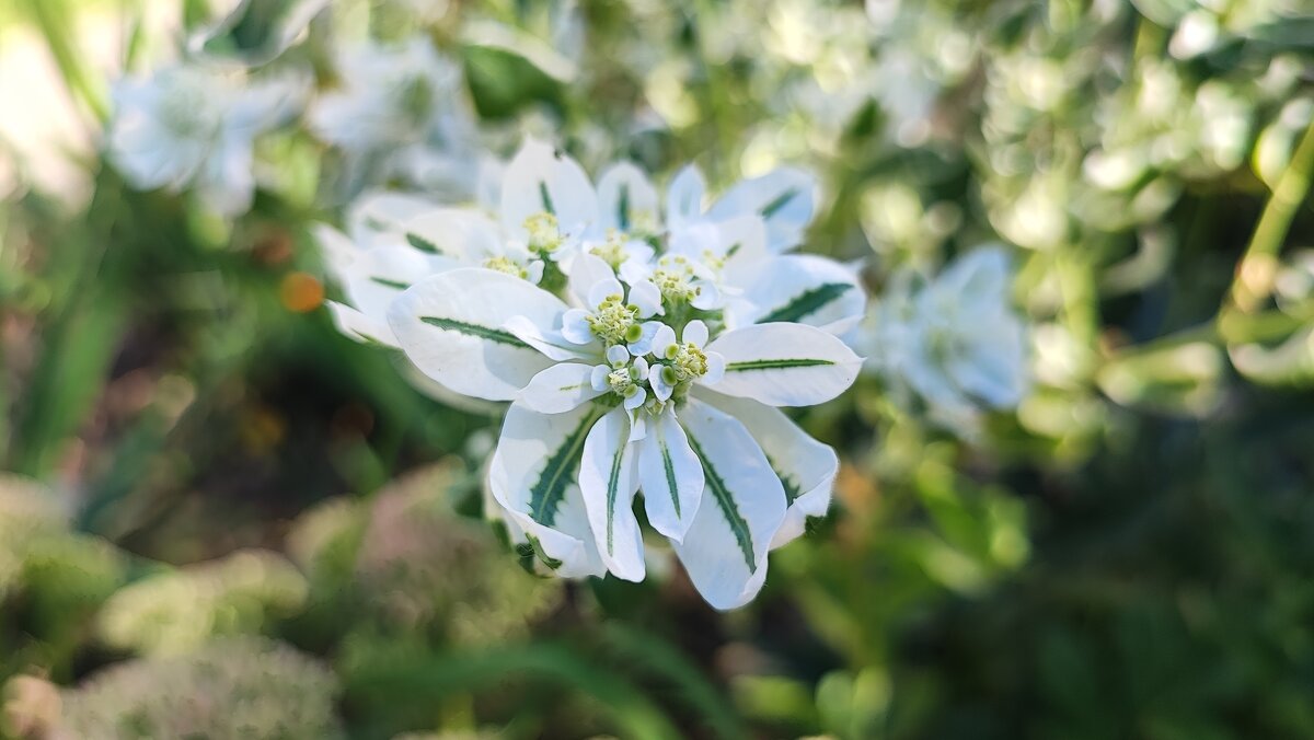 ,,, - Сергей Тимоновский