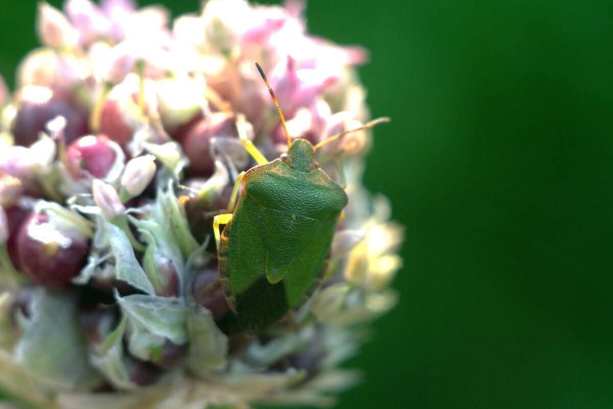 Клоп на чесночной семянке. - Kventin Natabos 