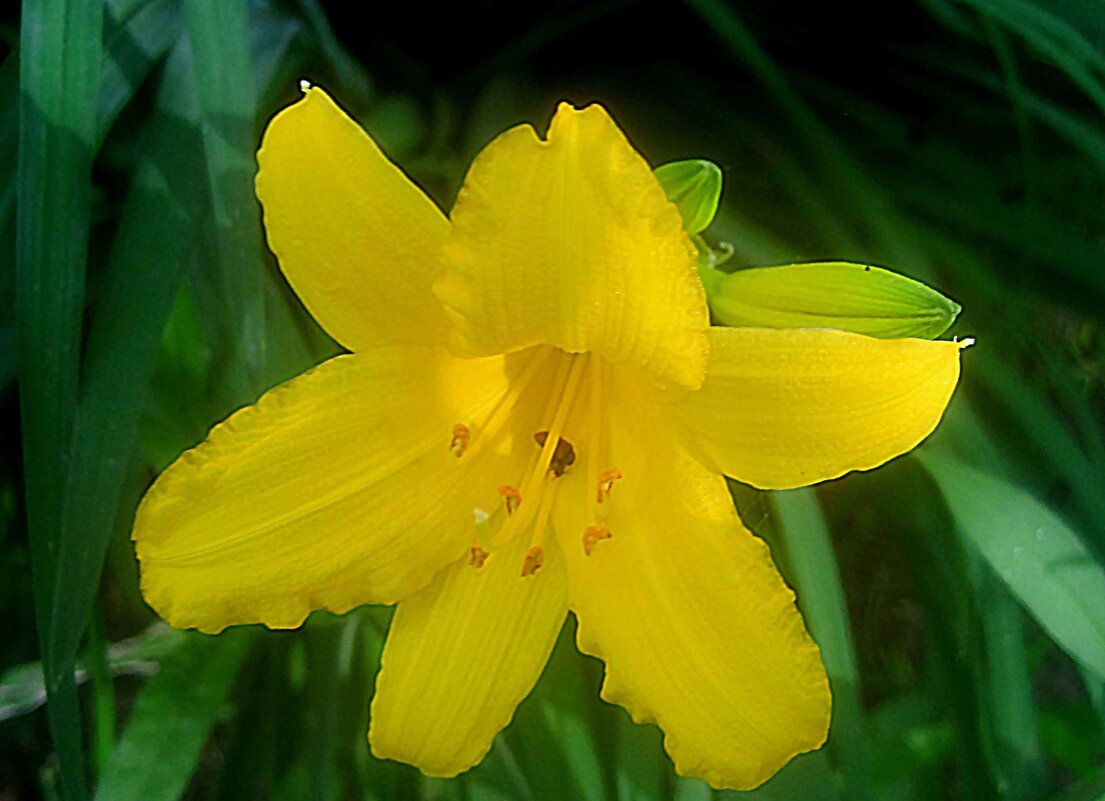 Солнечный Ли.. - Елена Семигина