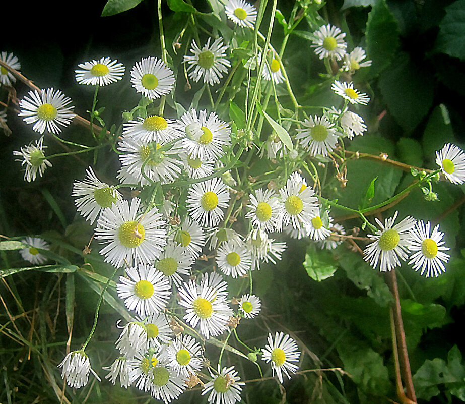 ****** - Елена Семигина
