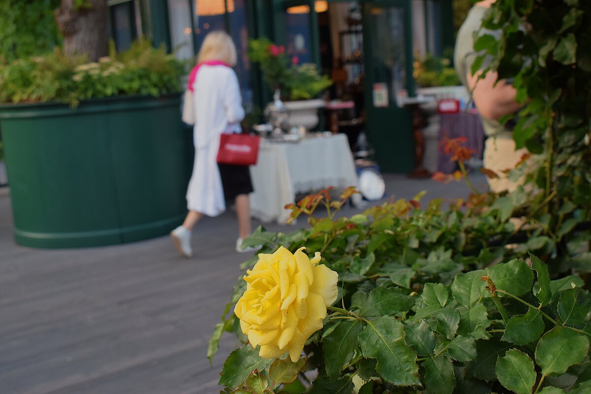 А лето уходит незаметно. - Татьяна Помогалова