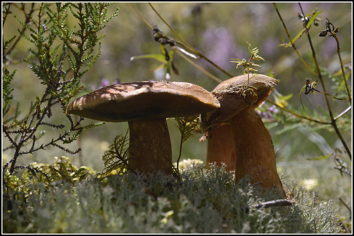 С моховичками - Aleksandr Gal