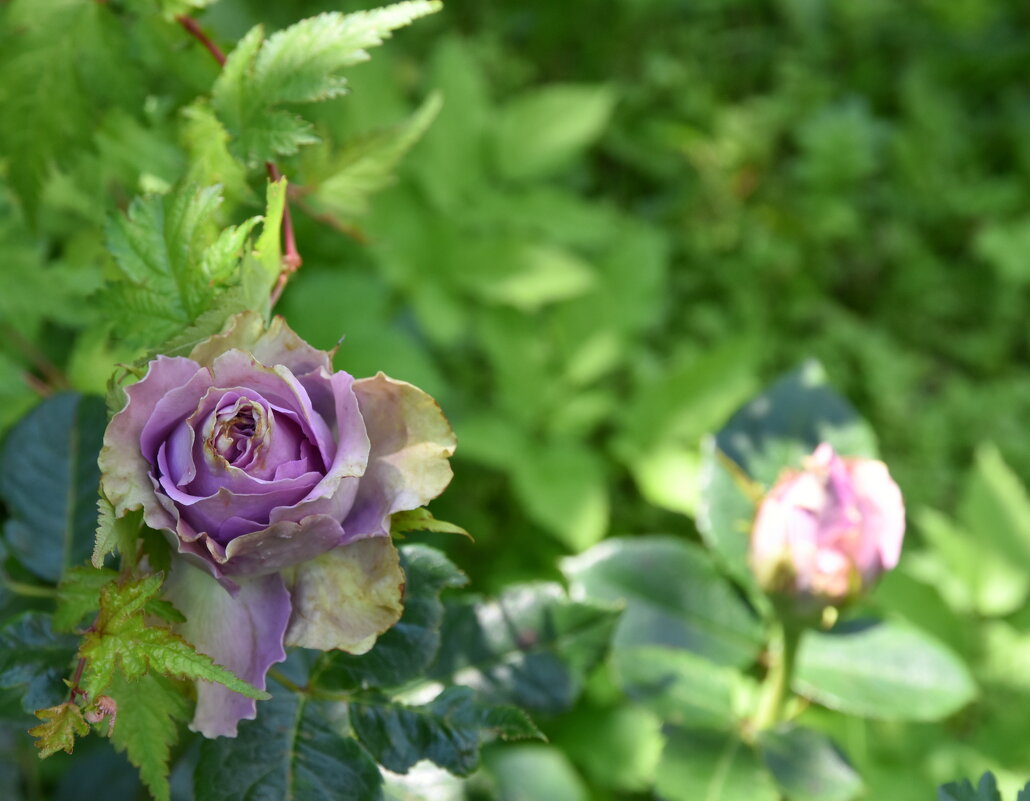 розовое - tatiana 