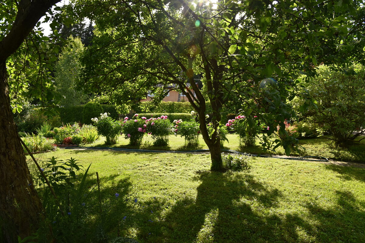 тенистое - tatiana тенистое - tatiana