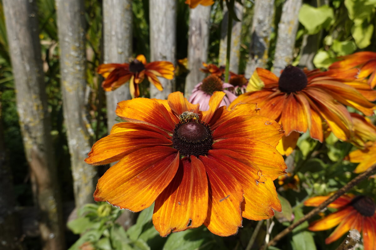 Рыжую, огромную ромашку. Ласково Рудбекией зовут.... - Галина Рыжую, огромную ромашку. Ласково Рудбекией зовут.... - Галина