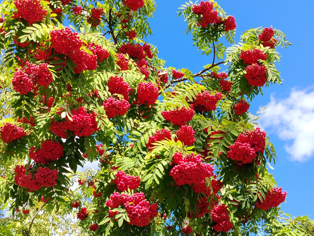 Красные гроздья рябины - Надежда 