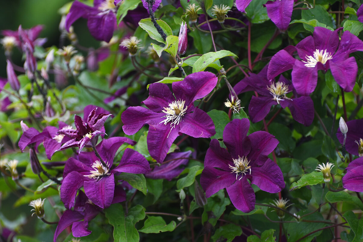 Лето в Ботаническом... Июль. - Наташа *****