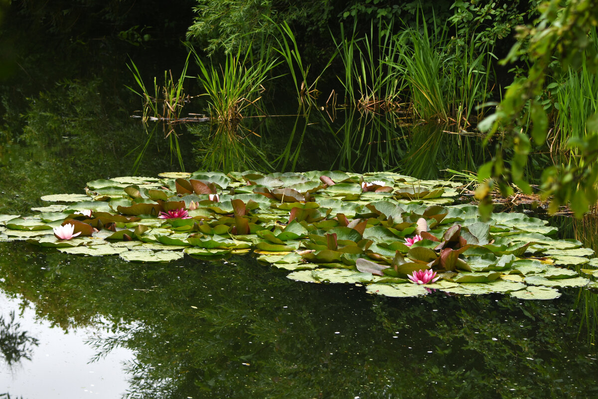 Лето в Ботаническом... Июль. - Наташа ***** Лето в Ботаническом... Июль. - Наташа *****