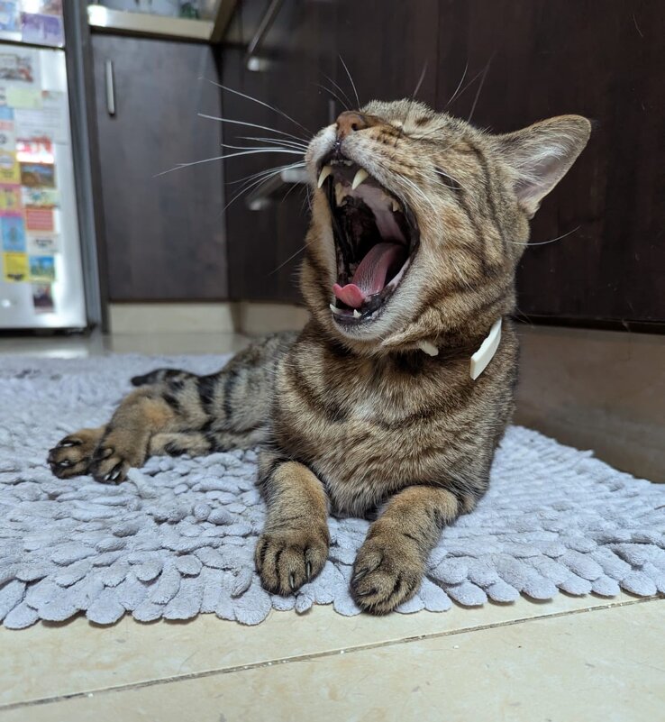 Зевок - Валерий Готлиб