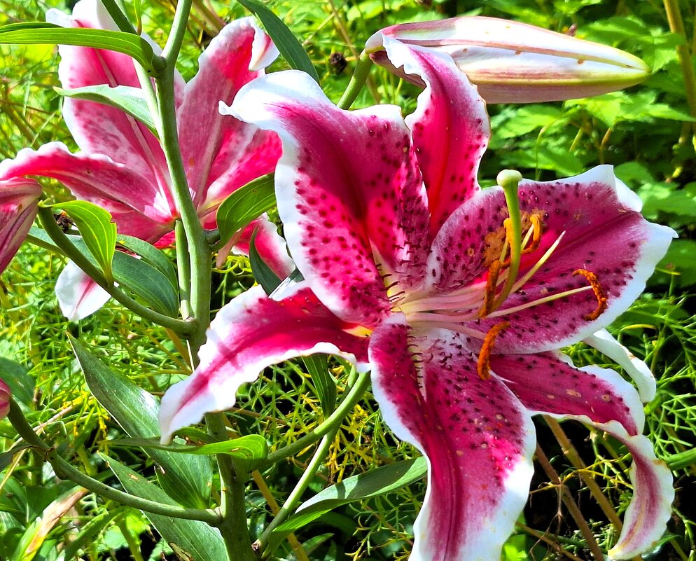 лилии - Наталья 