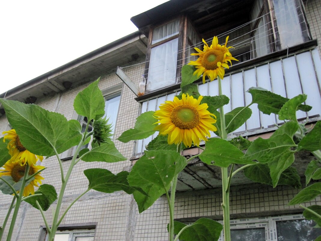 до второго этажа... - Галина Флора