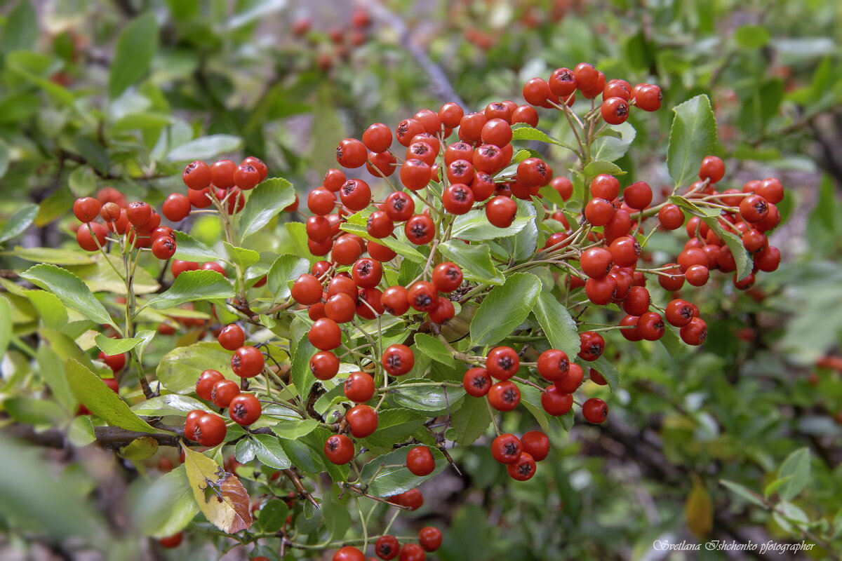 Пираканта ярко-красная - Светлана Ищенко