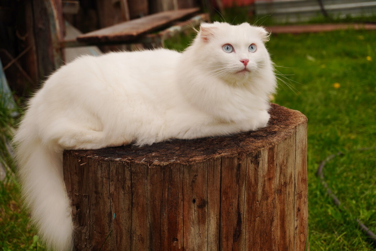 ... - Сергей Ц