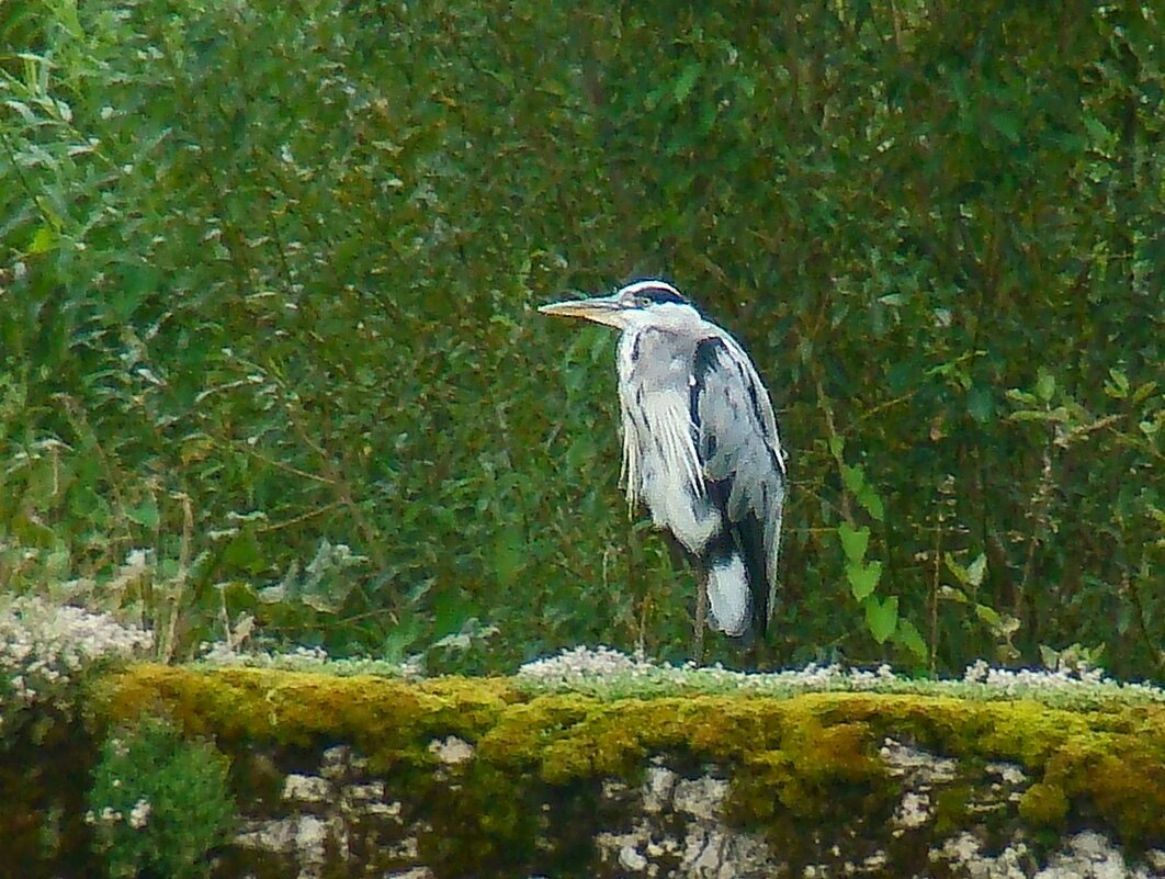 серая цапля - gawrilа - dan