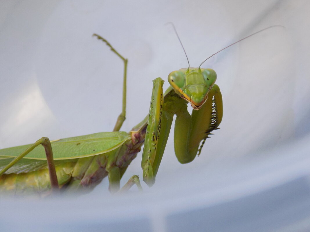 Хорошо, когда много ног...) - Константин Штарк