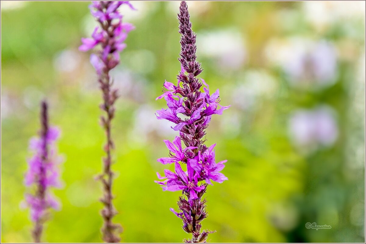 В вечернем свете... - Aquarius - Сергей В вечернем свете... - Aquarius - Сергей