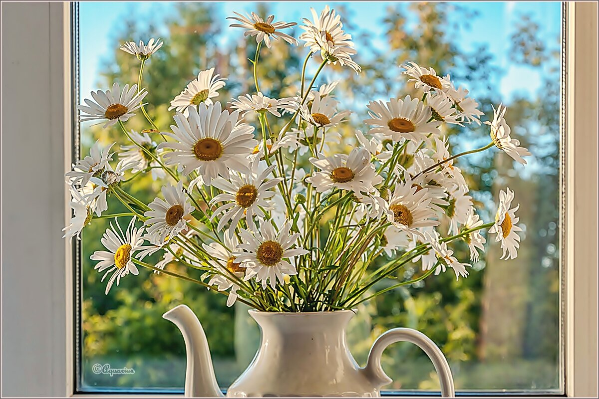 Августовский букет - Aquarius - Сергей Августовский букет - Aquarius - Сергей