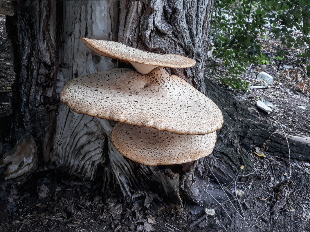 Грибы на дереве - Boris Zhukovskiy