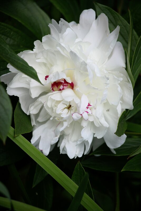 Воспоминания о лете. Июнь - Наталья Герасимова Воспоминания о лете. Июнь - Наталья Герасимова