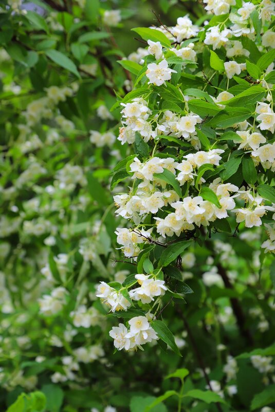 ... - Владимир иванов